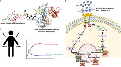 The Position of EGF Deprivation in the Management of Advanced Non-Small Cell Lung Cancer 